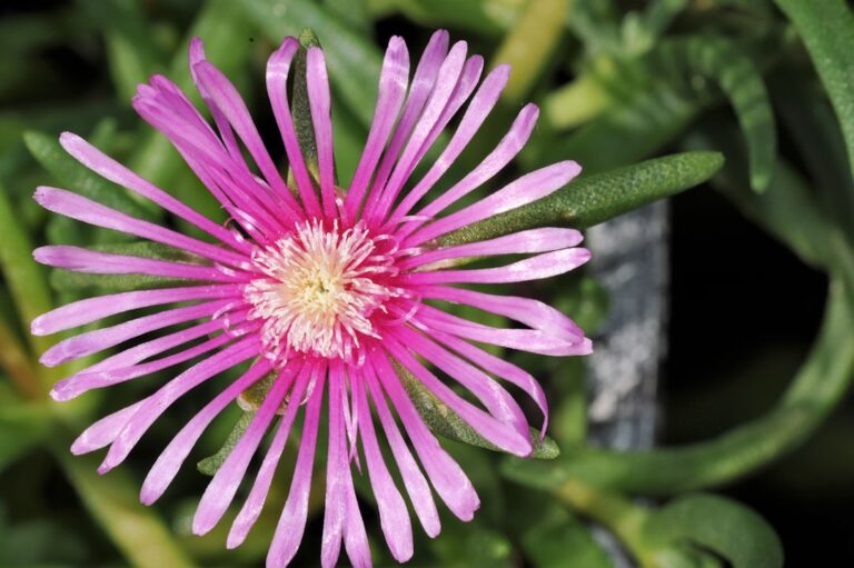 Lampranthus con flores naranjas y rojas Lampranthus