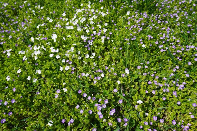 Lippia nodiflora alternativa al césped Lippia