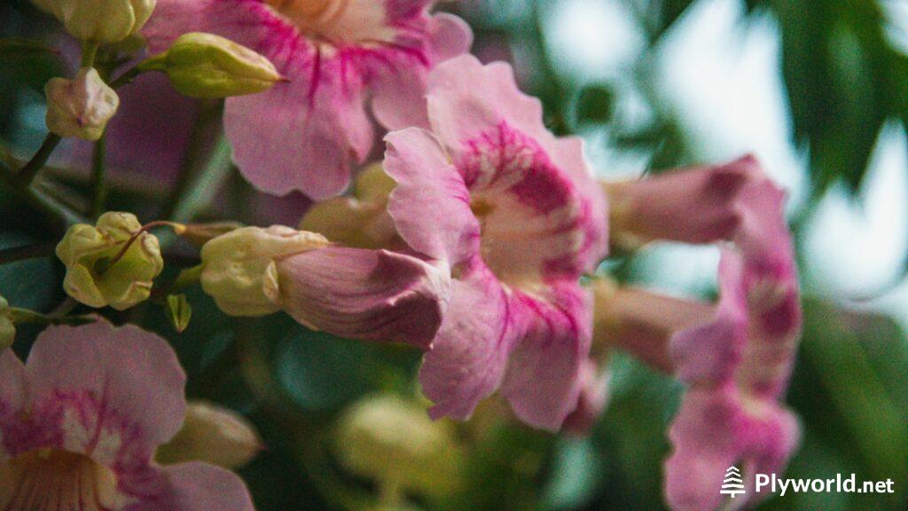 Mandevilla vs Dipladenia: Diferencias Reales y Cuál Elegir para tu Jardín 🌿 3 Diferencia entre mandevilla y dipladenia