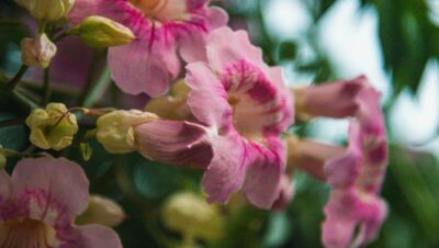 Diferencia entre mandevilla y dipladenia