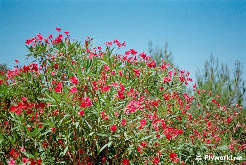 Mandevilla vs Dipladenia: Diferencias Reales y Cuál Elegir para tu Jardín 🌿 6 mandevilla trepadora
