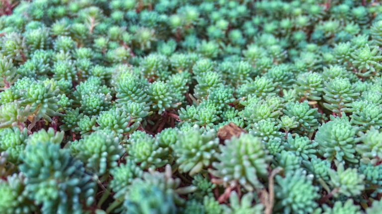 Sedum tapizante suculenta para rocallas Sedum