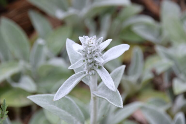 Stachys byzantina orejas de cordero follaje plateado aterciopelado Stachys