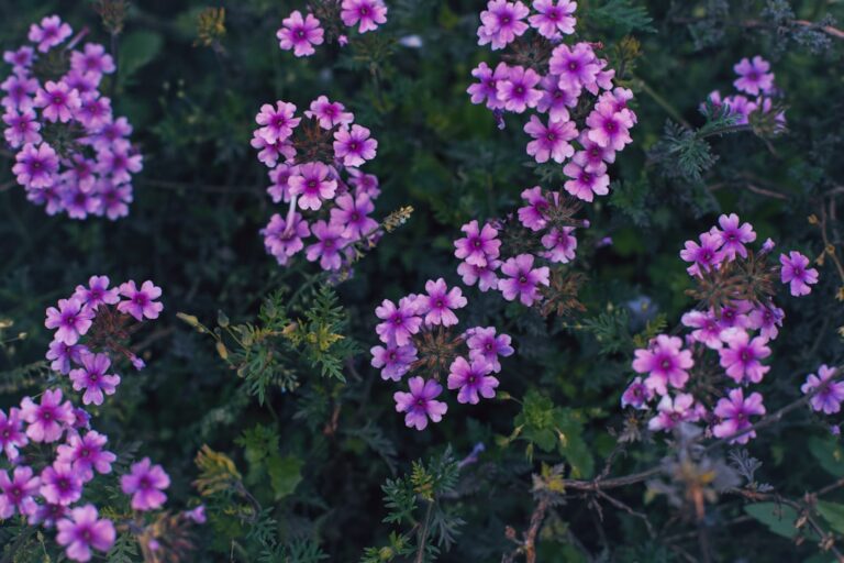 Verbena tapizante con flores púrpura Verbena