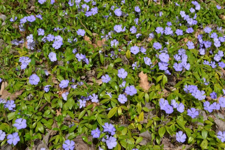 Vinca minor tapizante con flores azul-violeta Vinca